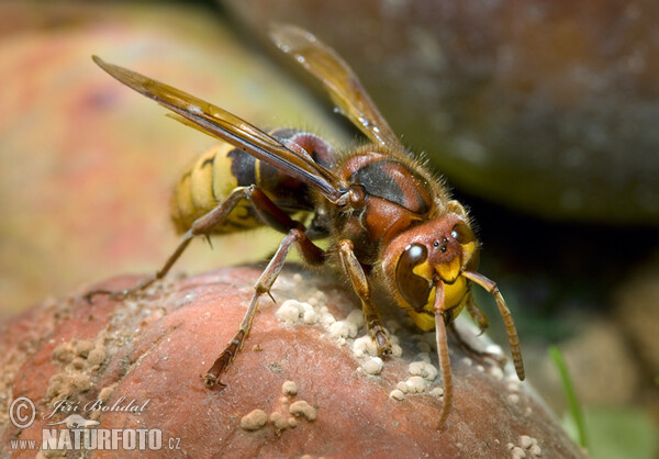 Sršeň obyčajný (Vespa crabro)