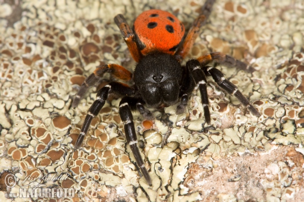 Stepník červený (Eresus cinnaberinus)