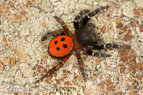 Stepník červený (Eresus cinnaberinus)