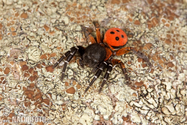 Stepník červený (Eresus cinnaberinus)