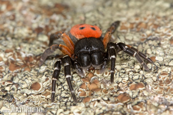 Stepník rudý (Eresus cinnaberinus)