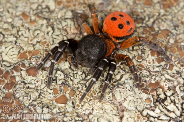 Stepník rudý (Eresus cinnaberinus)