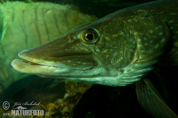 Štika obecná (Esox lucius)