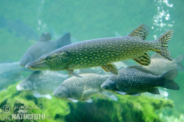 Štika obecná (Esox lucius)