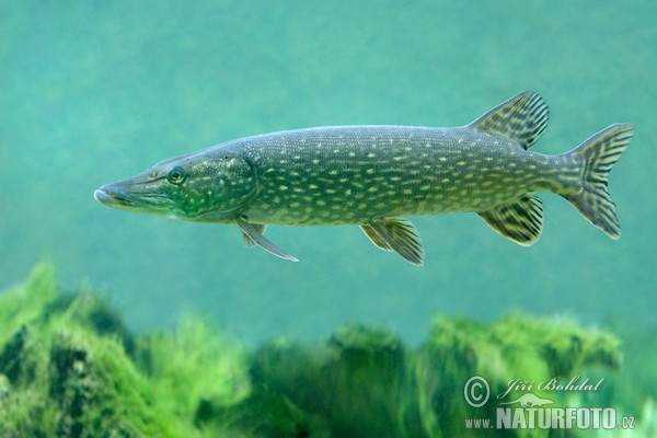 Štika obecná (Esox lucius)