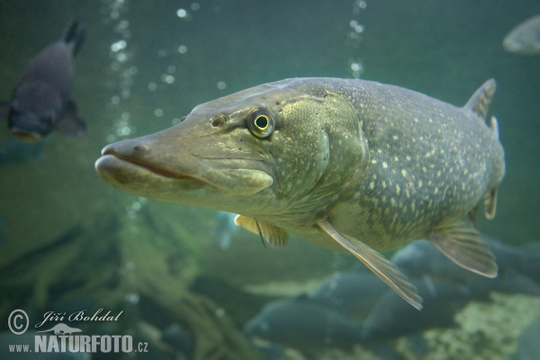 Štika obecná (Esox lucius)