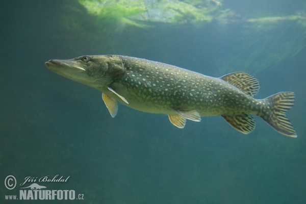 Štika obecná (Esox lucius)