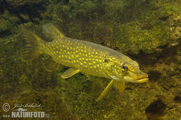 Štika obecná (Esox lucius)