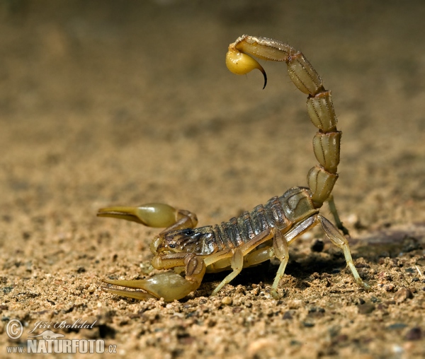 Štír středomořský (Buthus occitanus)