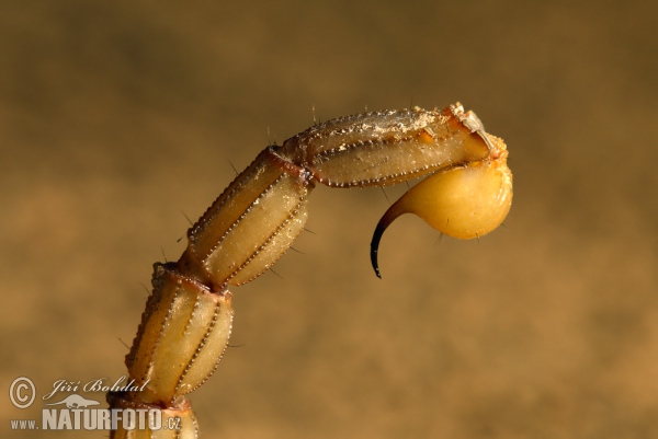 Štír středomořský (Buthus occitanus)