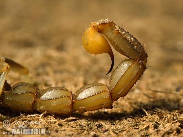 Štír středomořský (Buthus occitanus)