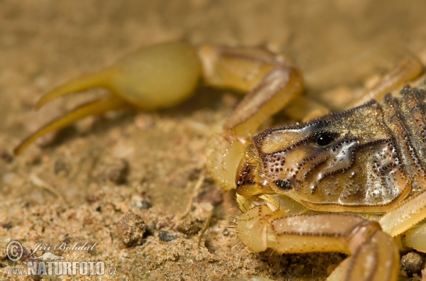 Štír středomořský (Buthus occitanus)