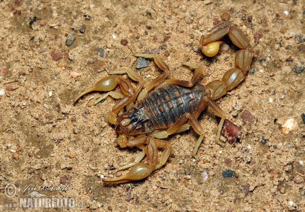 Štír středomořský (Buthus occitanus)