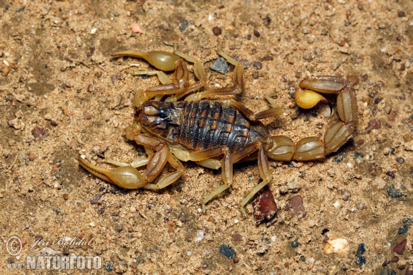 Štír středomořský (Buthus occitanus)