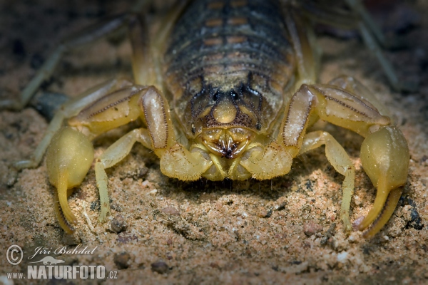 Štír středomořský (Buthus occitanus)