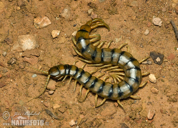 Stonoha páskovaná (Scolopendra cingulata)