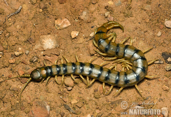 Stonoha páskovaná (Scolopendra cingulata)