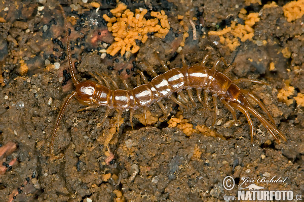 Stonôžka obyčajná (Lithobius forficatus)