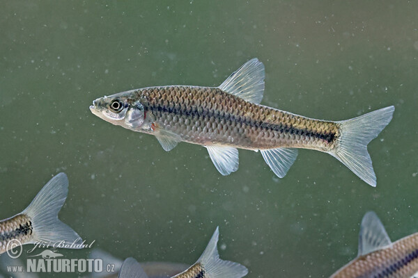 Střevlička východní (Pseudorasbora parva)