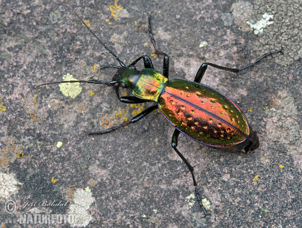 Střevlík (Carabus rutilans)