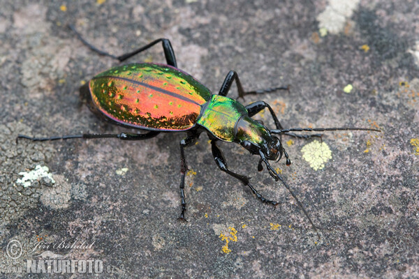 Střevlík (Carabus rutilans)