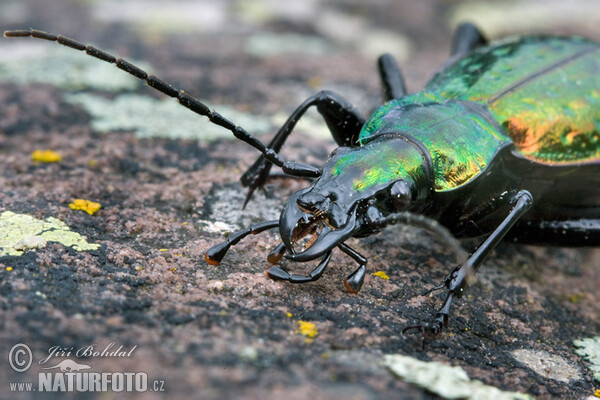 Střevlík (Carabus rutilans)