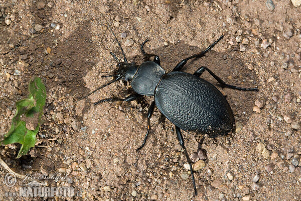 Střevlík kožitý (Carabus coriacerus)