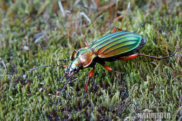 Střevlík zlatolesklý (Carabus auronitens)