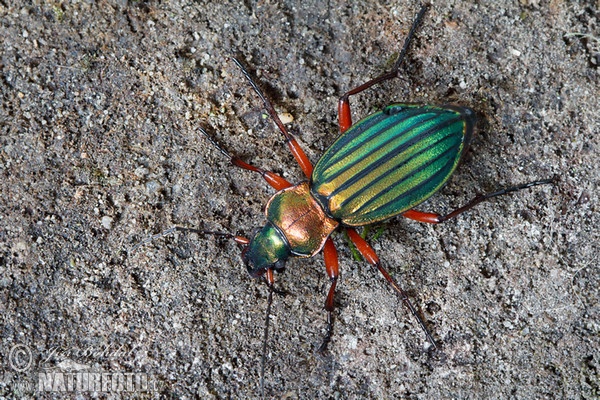 Střevlík zlatolesklý (Carabus auronitens)