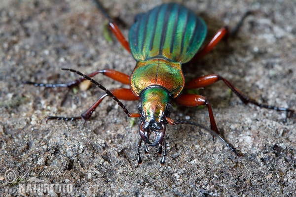 Střevlík zlatolesklý (Carabus auronitens)