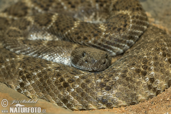 Štrkáč texaský (Crotalus atrox)