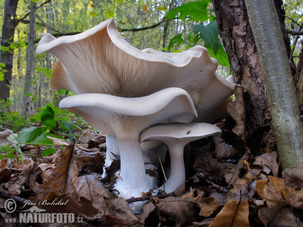 Strmělka mlženka (Clitocybe nebularis)