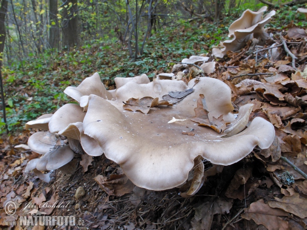 Strmělka mlženka (Clitocybe nebularis)