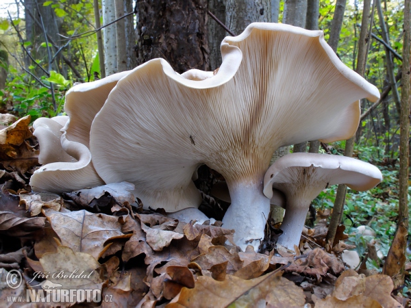 Strmělka mlženka (Clitocybe nebularis)