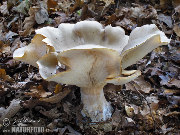 Strmělka mlženka (Clitocybe nebularis)