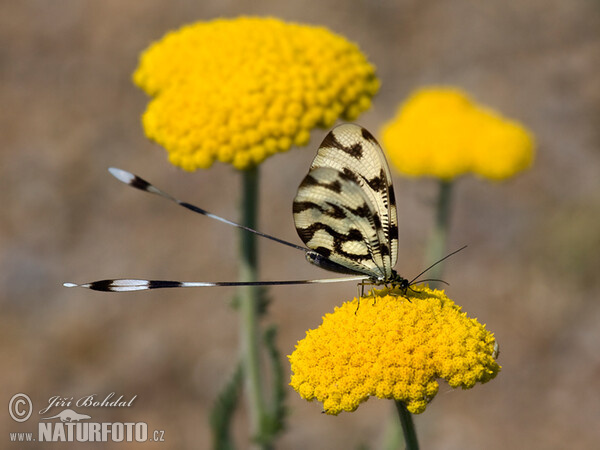 Stuholetka jižní (Nemoptera sinuata)