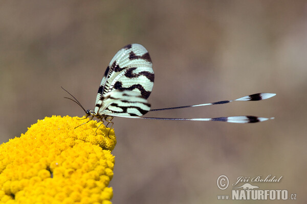 Stuholetka jižní (Nemoptera sinuata)