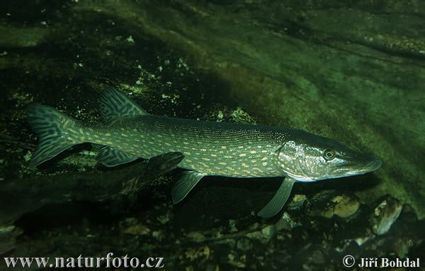 Šťuka obyčajná (Esox lucius)