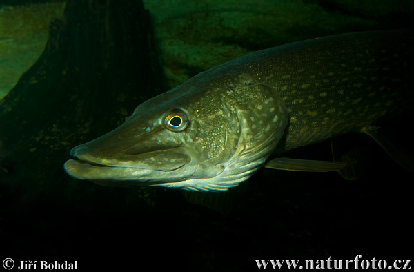 Šťuka obyčajná (Esox lucius)