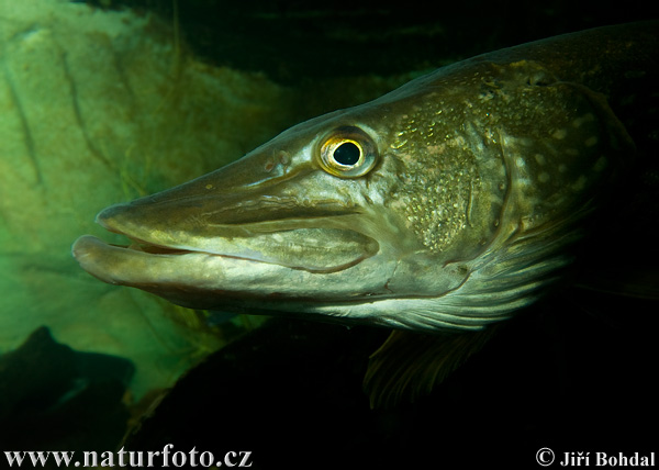 Šťuka obyčajná (Esox lucius)