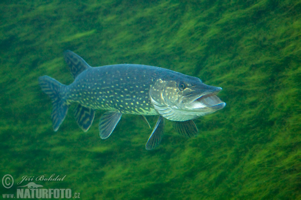 Šťuka obyčajná (Esox lucius)