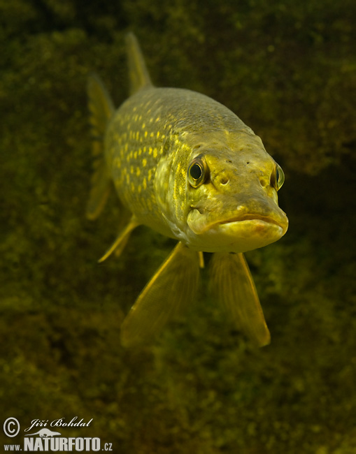 Šťuka obyčajná (Esox lucius)
