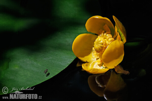 Stulík malý x s. žlutý (Nuphar x spenneriana)