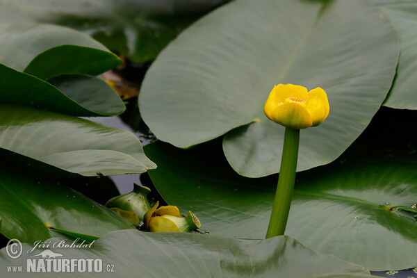 Stulík žlutý (Nuphar lutea)