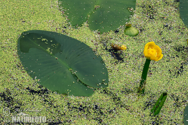 Stulík žlutý (Nuphar lutea)