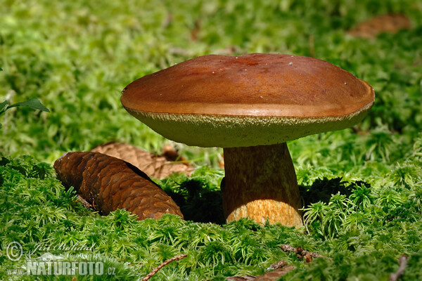 Suchohríb hnedý (Boletus badius)