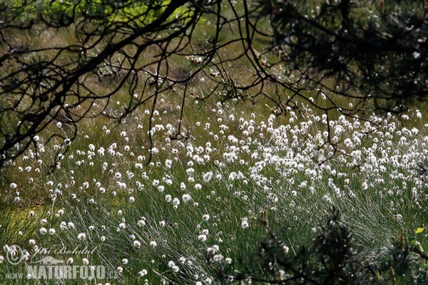 Suchopýr pochvatý (Eriophorum vaginatum)