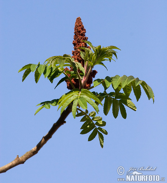 Sumach pálkový (Rhus typhina)