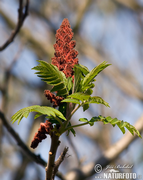 Sumach pálkový (Rhus typhina)