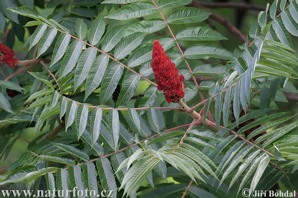 Sumach pálkový (Rhus typhina)